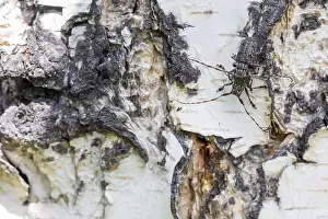 Images Dated 16th June 2019: Marco image of an insect