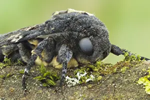 Images Dated 15th September 2017: Marco image of an insect