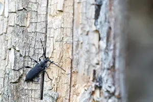 Images Dated 18th July 2019: Marco image of an insect