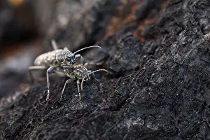 Images Dated 19th June 2019: Marco image of an insect