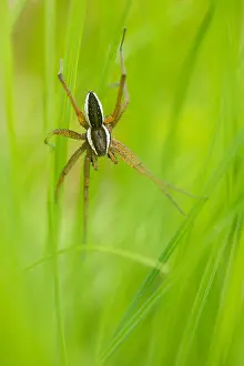 Images Dated 18th June 2019: Marco image of an insect