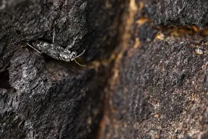 Images Dated 19th June 2019: Marco image of an insect