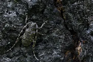 Images Dated 16th June 2019: Marco image of an insect