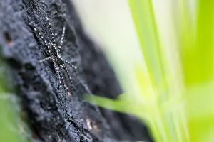 Images Dated 15th June 2019: Marco image of an insect