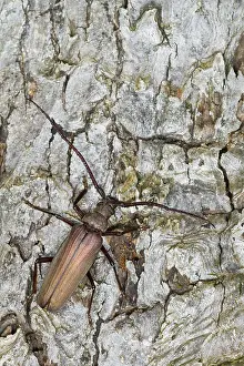 Images Dated 14th July 2013: Marco image of an insect