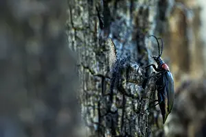 Images Dated 19th June 2019: Marco image of an insect