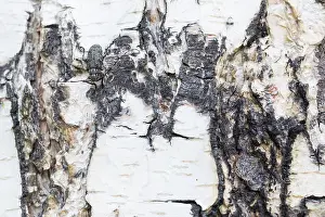 Images Dated 16th June 2019: Marco image of an insect