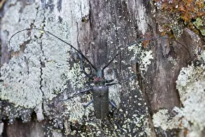 Images Dated 12th June 2016: Marco image of an insect