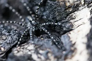 Images Dated 15th June 2019: Marco image of an insect