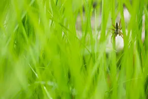Images Dated 18th June 2019: Marco image of an insect