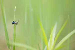Images Dated 16th June 2019: Marco image of an insect