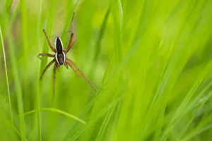 Images Dated 18th June 2019: Marco image of an insect