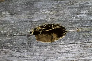 Images Dated 2nd August 2013: Marco image of an insect