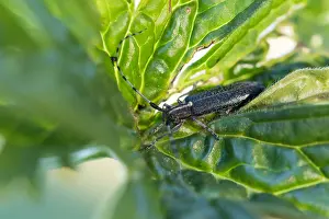 Images Dated 3rd June 2015: Marco image of an insect