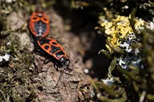 Images Dated 23rd April 2015: Marco image of an insect