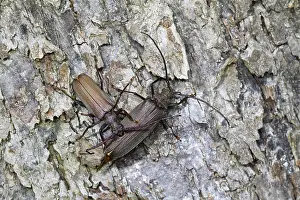 Images Dated 26th July 2013: Marco image of an insect