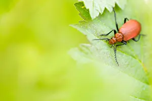Images Dated 25th May 2019: Marco image of an insect