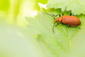 Images Dated 25th May 2019: Marco image of an insect