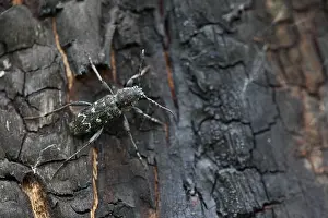 Images Dated 15th June 2019: Marco image of an insect