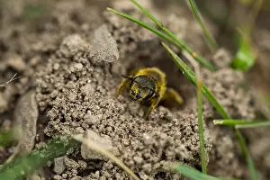 Images Dated 1st August 2019: Marco image of an insect