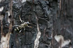 Images Dated 15th June 2019: Marco image of an insect