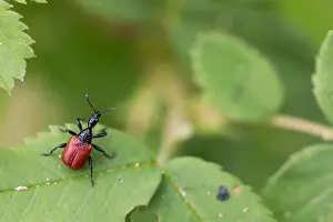 Images Dated 15th June 2019: Marco image of an insect
