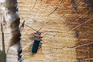 Images Dated 13th June 2013: Marco image of an insect