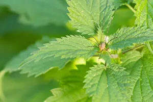 Images Dated 13th October 2019: Marco image of an insect