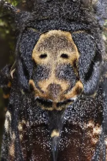 Images Dated 14th September 2017: Marco image of an insect