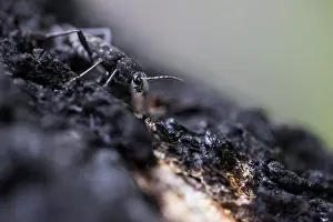 Images Dated 15th June 2019: Marco image of an insect