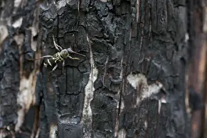 Images Dated 15th June 2019: Marco image of an insect