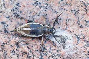 Images Dated 19th May 2014: Marco image of an insect