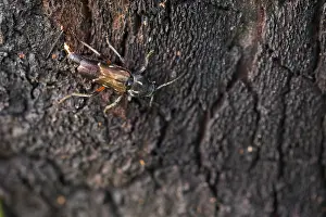 Images Dated 19th June 2019: Marco image of an insect