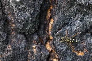 Images Dated 19th June 2019: Marco image of an insect