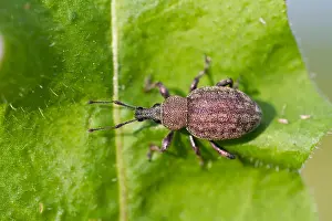 Images Dated 6th June 2013: Marco image of an insect