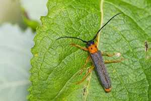 Images Dated 31st July 2013: Marco image of an insect