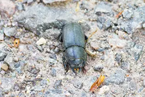 Images Dated 3rd May 2012: Marco image of an insect