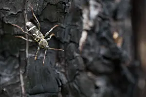 Images Dated 15th June 2019: Marco image of an insect