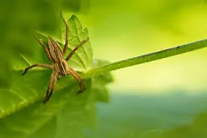 Images Dated 13th October 2019: Marco image of an insect