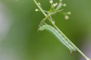 Images Dated 16th July 2018: Marco image of an insect
