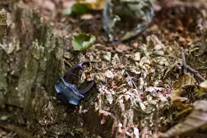 Images Dated 6th August 2013: Marco image of an insect