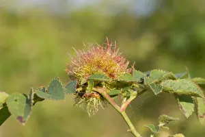 Images Dated 1st July 2013: Marco image of an insect