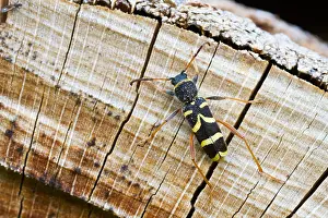 Images Dated 11th July 2013: Marco image of an insect