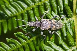 Images Dated 19th July 2013: Marco image of an insect