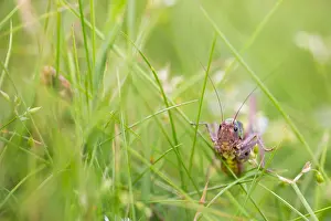 Images Dated 11th July 2018: Marco image of an insect