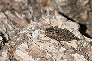 Images Dated 9th June 2017: Marco image of an insect