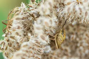 Romania Prints: Marco image of an insect