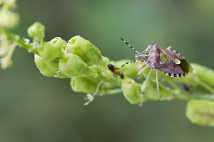 Images Dated 23rd July 2019: Marco image of an insect