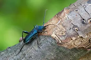 Images Dated 9th July 2013: Marco image of an insect