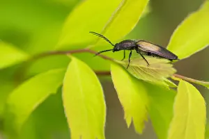 Images Dated 21st June 2019: Marco image of an insect